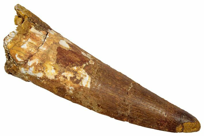 Fossil Spinosaurus Tooth - Real Dinosaur Tooth #345411